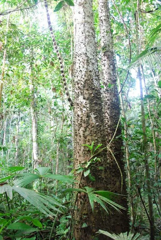 nature's wonders in Madidi jungle in Bolivia