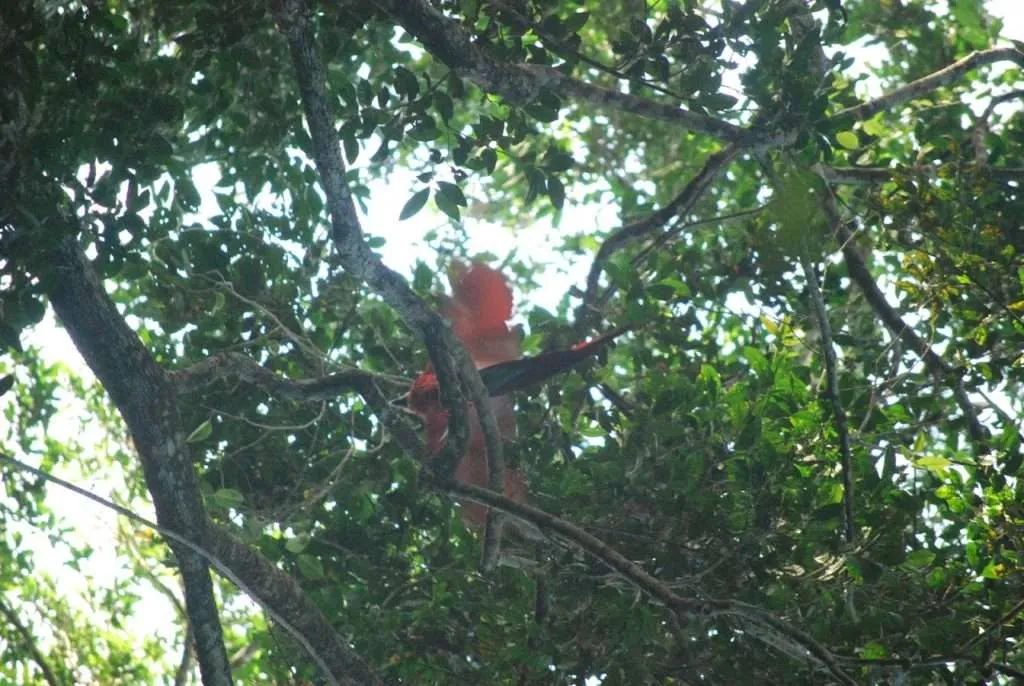 nature's wonders in Madidi jungle in Bolivia