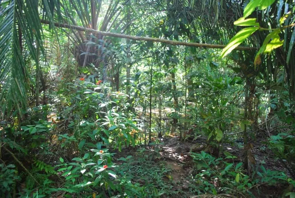 nature's wonders in Madidi jungle in Bolivia