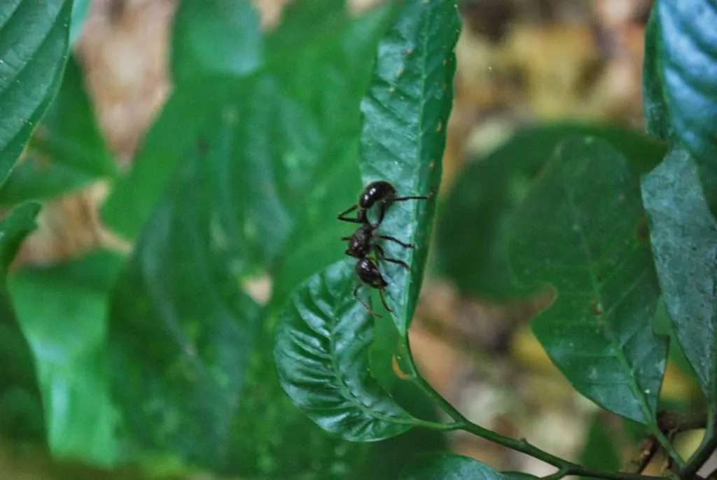 nature's wonders in Madidi jungle in Bolivia