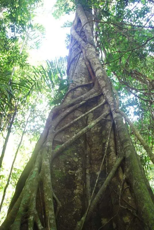 nature's wonders in Madidi jungle in Bolivia