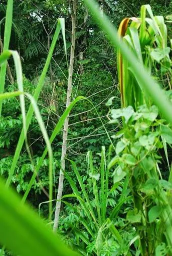 nature's wonders in Madidi jungle in Bolivia