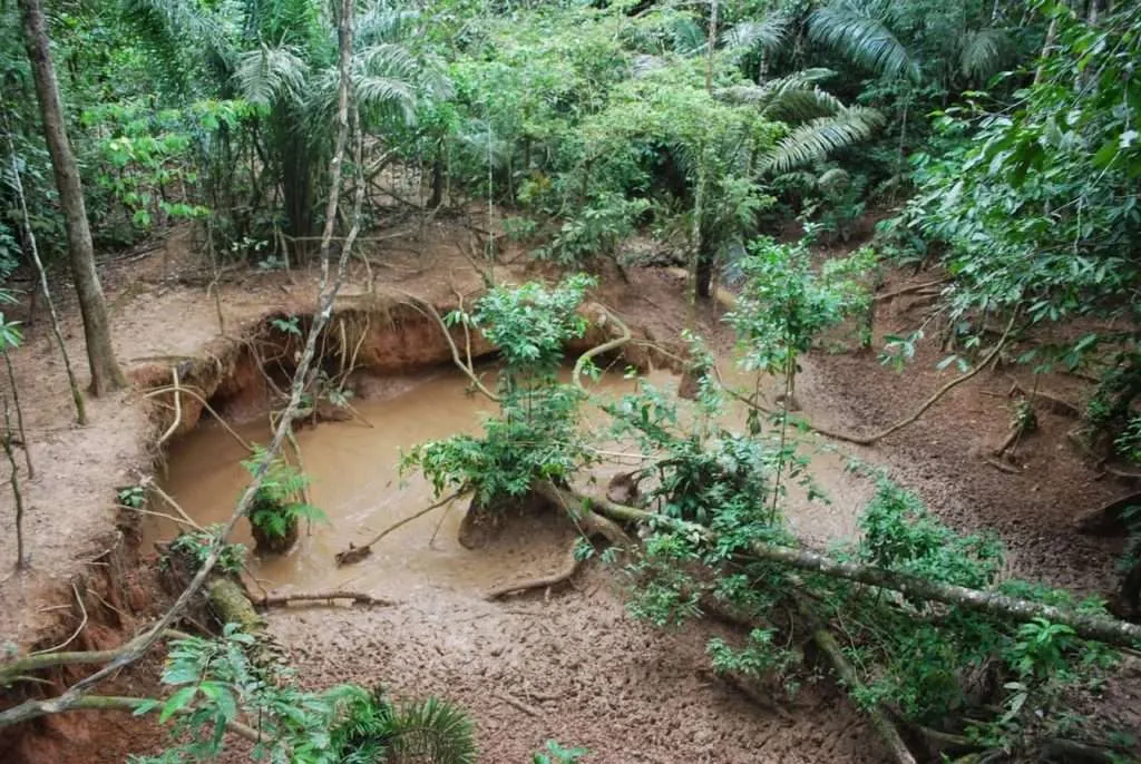 nature's wonders in Madidi jungle in Bolivia