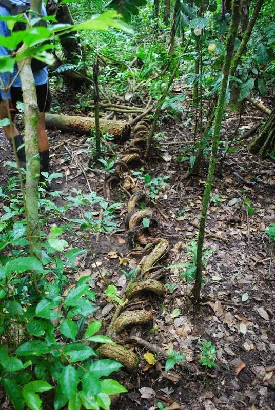 nature's wonders in Madidi jungle in Bolivia