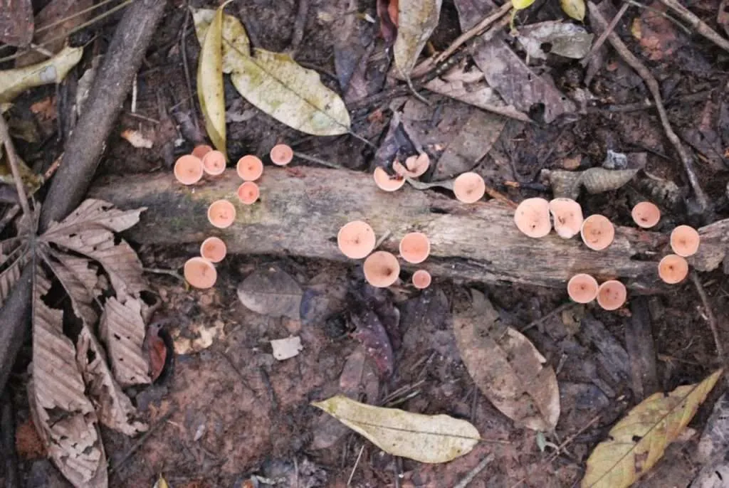 nature's wonders in Madidi jungle in Bolivia