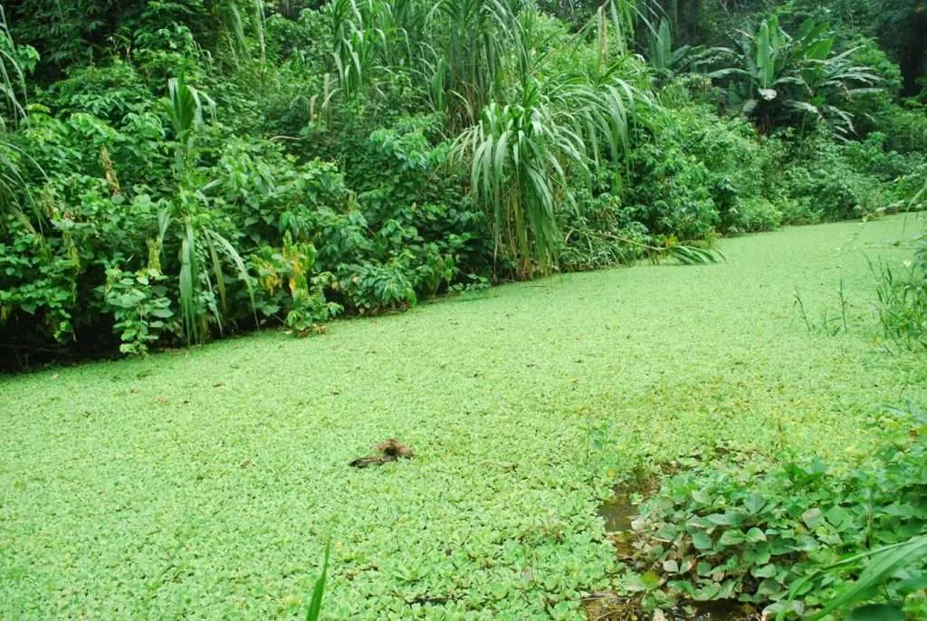 nature's wonders in Madidi jungle in Bolivia