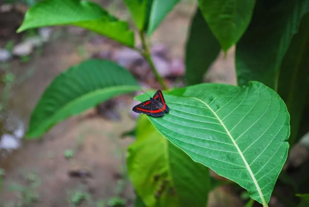 nature's wonders in Madidi jungle in Bolivia