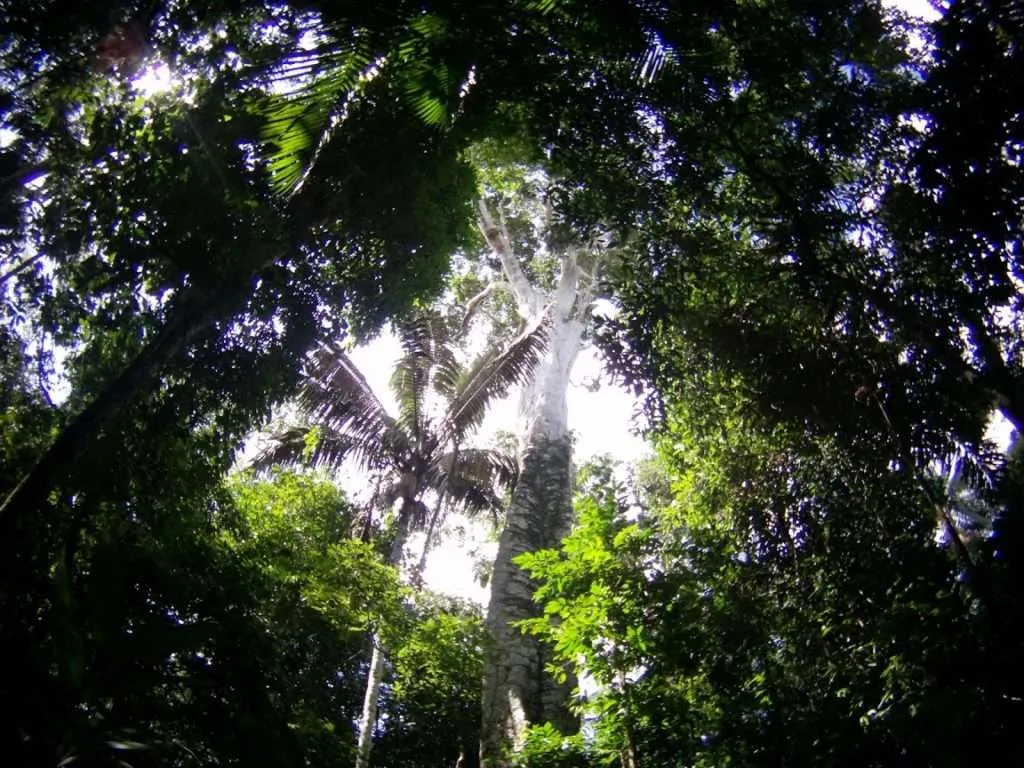 nature's wonders in Madidi jungle in Bolivia
