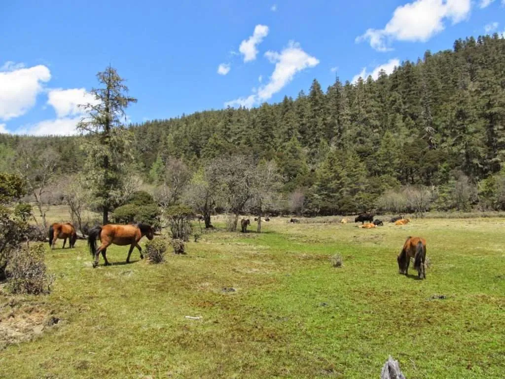 Pudacuo Scenic Area, Shangri-La, Zhongdian, China