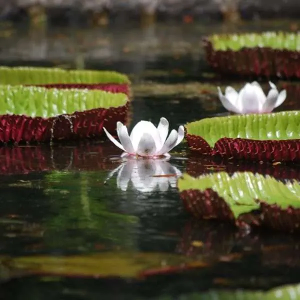 Mauritius - things to do on the island, at the beach, water activities, inland activities