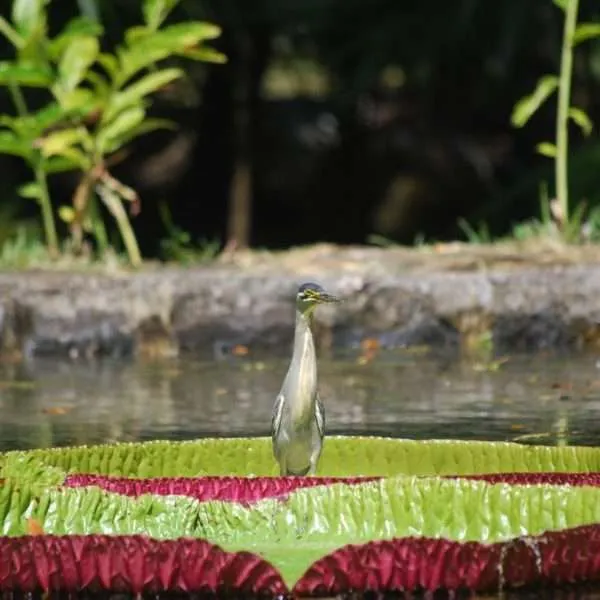Mauritius - things to do on the island, at the beach, water activities, inland activities
