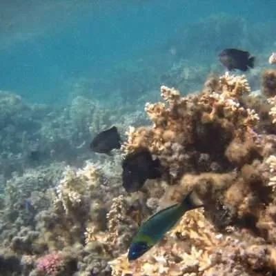 Mauritius - things to do on the island, at the beach, water activities, inland activities - snorkeling