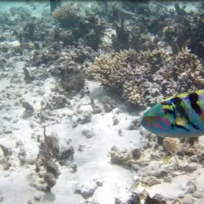 Mauritius - things to do on the island, at the beach, water activities, inland activities - snorkeling