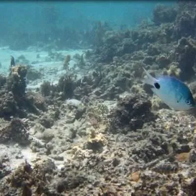 Mauritius - things to do on the island, at the beach, water activities, inland activities - snorkeling