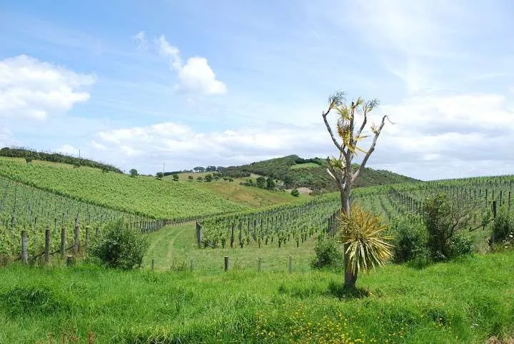 New Zealand North Island road trip itinerary, Waiheke Island