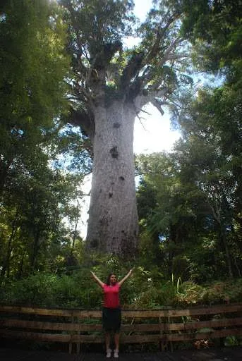 New Zealand North Island road trip itinerary, Tane Mahuta kauri tree