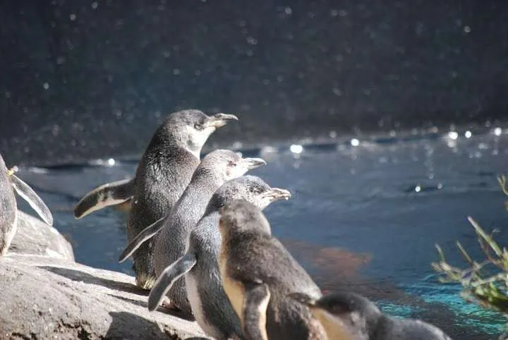 New Zealand, South Island road trip itinerary, Christchurch Antarctic center