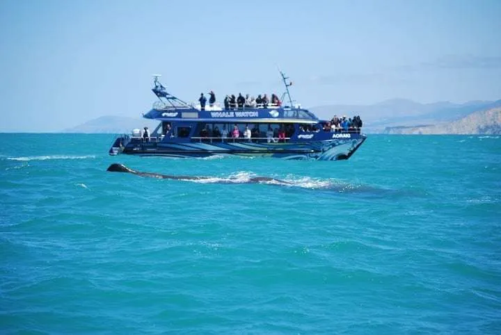 New Zealand, South Island road trip itinerary, Kaikoura