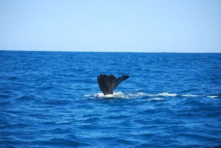 New Zealand, South Island road trip itinerary, Kaikoura