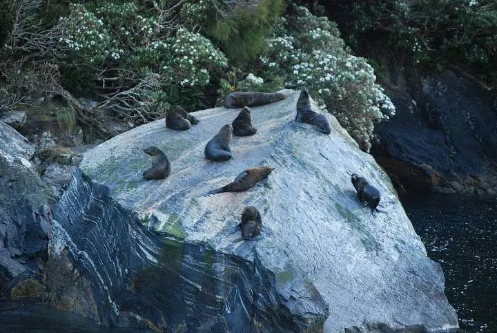 New Zealand, South Island road trip itinerary, Milford Sound