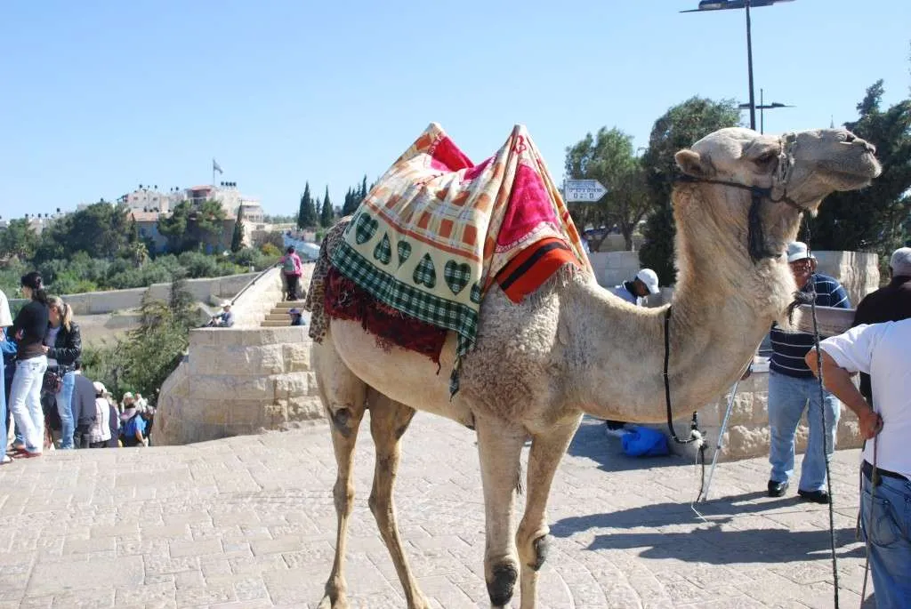 questions and answers with photos from our journey in Israel
