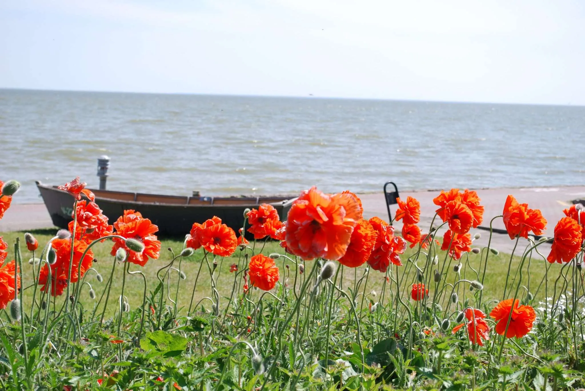 Wooden boats and poppy flowers on the Curonian spit in Lithuania