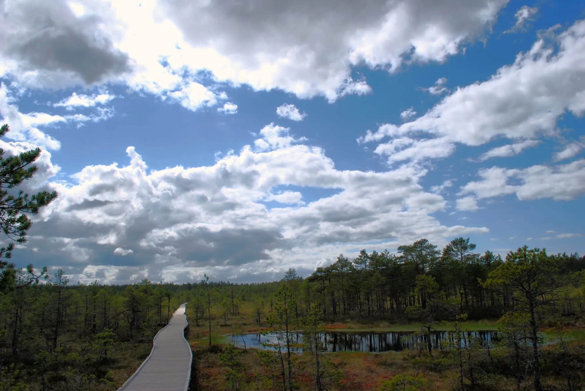 Bog walking is a national sport here in Estonia