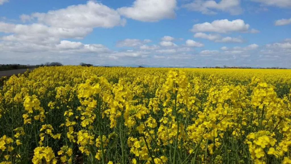 Fields of Leon, Camino de Santiago