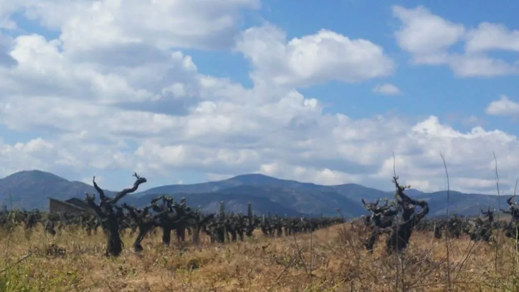 Vines near VIllafranca del bierzo