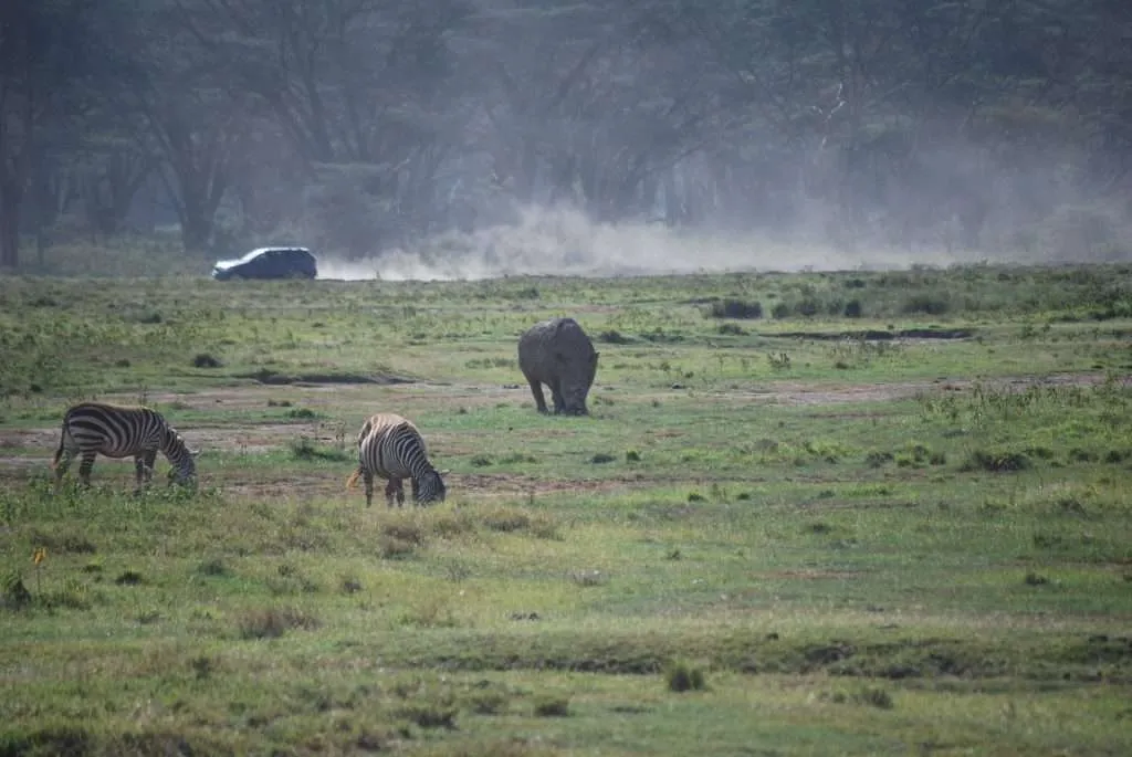 Kenya, Nakuru reserve, Christmas