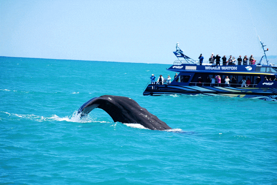 sperm whale in Christchurch, New Zealand - an unusual Christmas experience