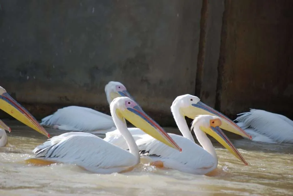 Senegal, Djoudj, reserve, sanctuary, birds, pelicans, lilies, lake, island