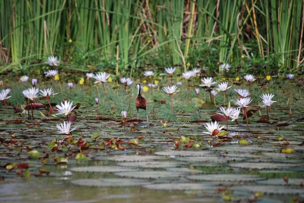 Senegal, Djoudj, reserve, sanctuary, birds, pelicans, lilies, lake, island