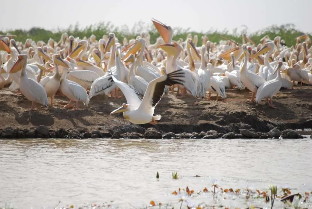Senegal, Djoudj, reserve, sanctuary, birds, pelicans, lilies, lake, island