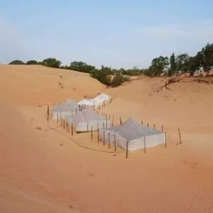Tents nested under the dune