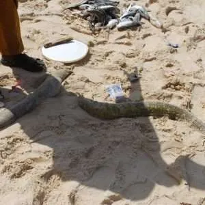 Sunbathing eels