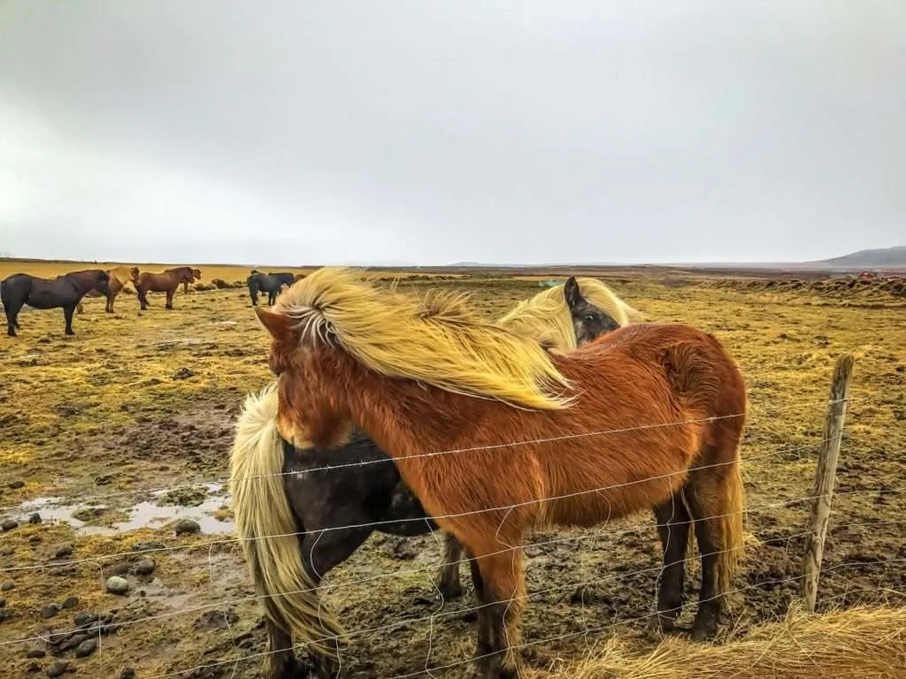 Iceland, road trip, places to visit, guide, on the road, horses