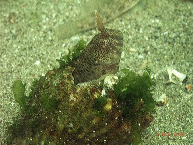 Open water diving at Arapya beach, Bulgaria