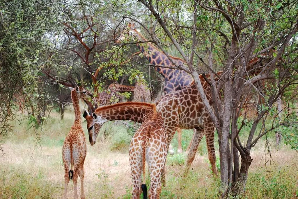 Travel to Senegal - Bandia reserve, big baobab tree, Shell island, Sally beaches