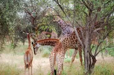 Senegal – Reserve de Bandia and Shell Island