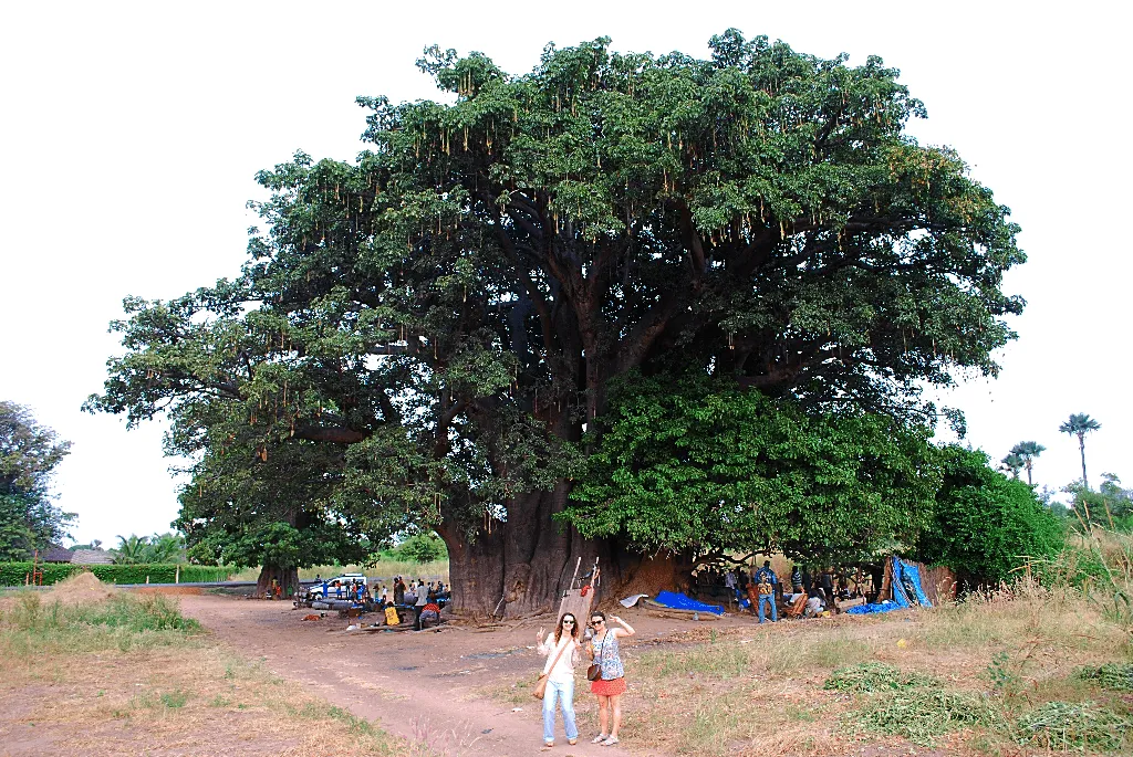 Travel to Senegal - Bandia reserve, big baobab tree, Shell island, Sally beaches