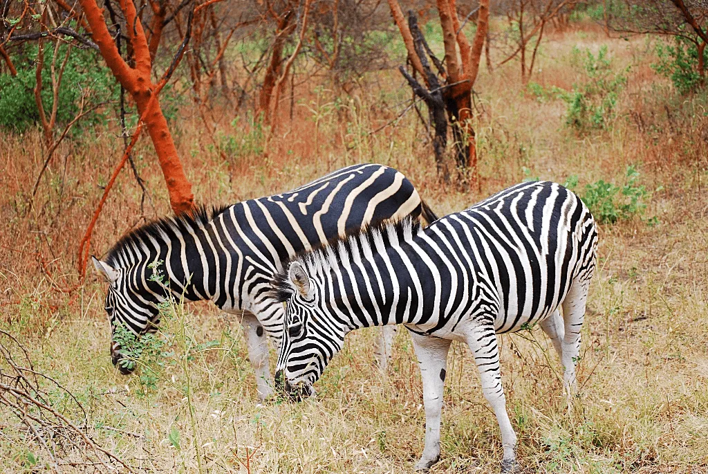 Travel to Senegal - Bandia reserve, big baobab tree, Shell island, Sally beaches