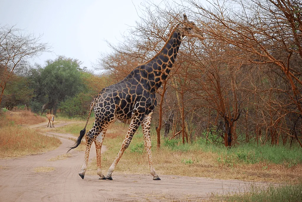 Travel to Senegal - Bandia reserve, big baobab tree, Shell island, Sally beaches