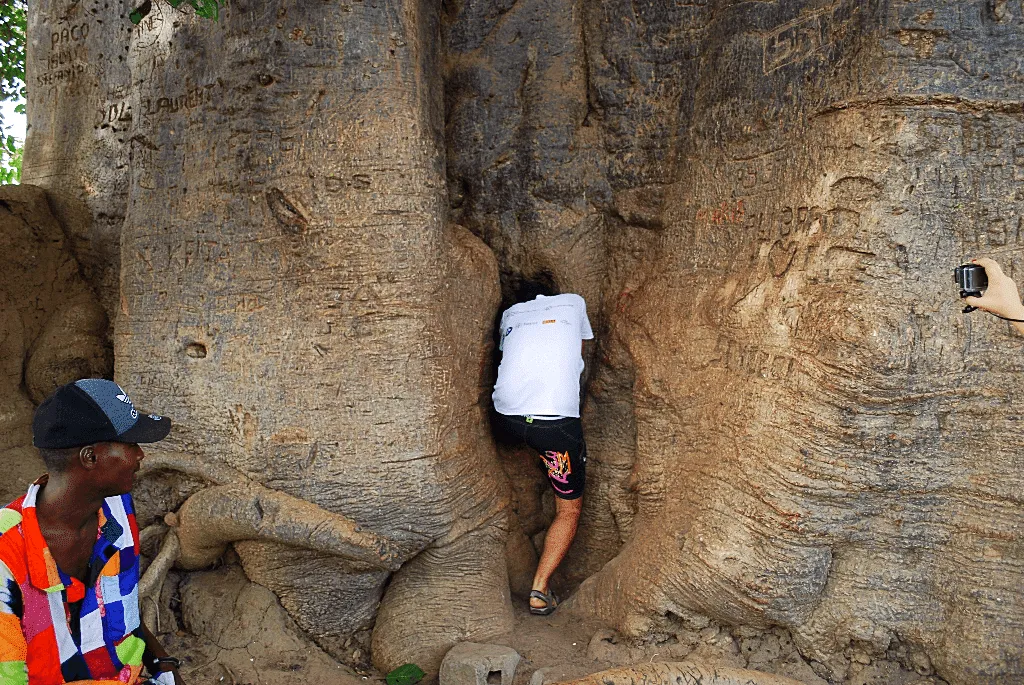Travel to Senegal - Bandia reserve, big baobab tree, Shell island, Sally beaches