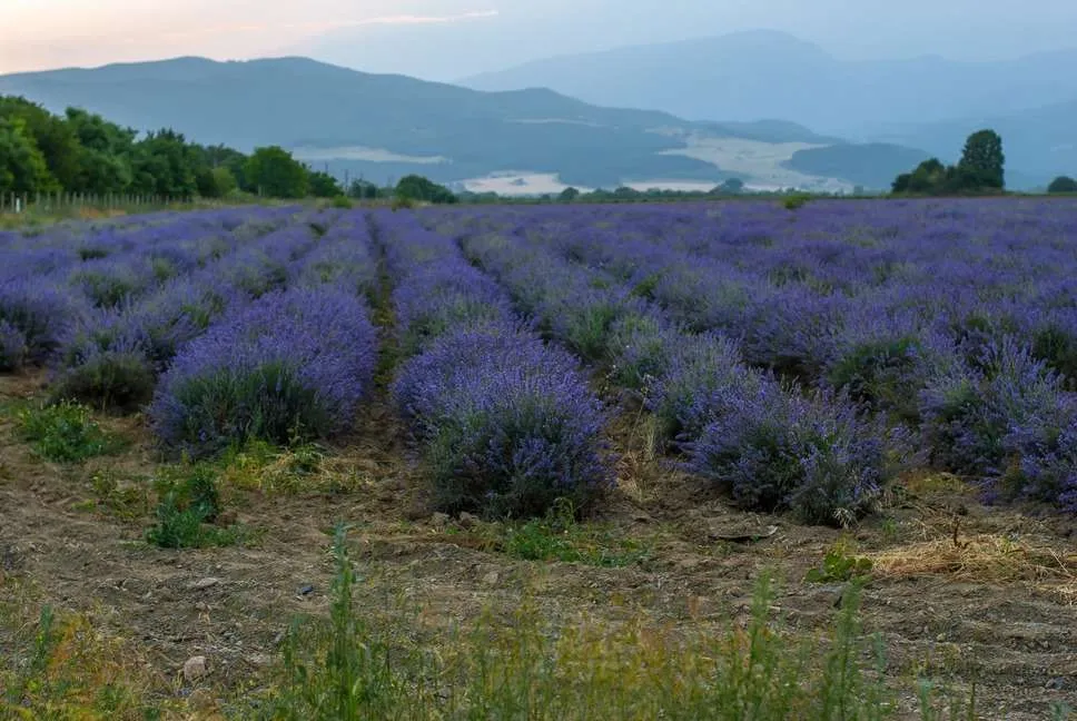 Lavender in Bulgaria - photography of lavender fields, barley