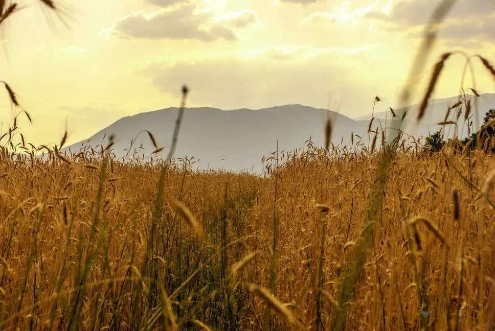 Lavender in Bulgaria - photography of lavender fields, barley