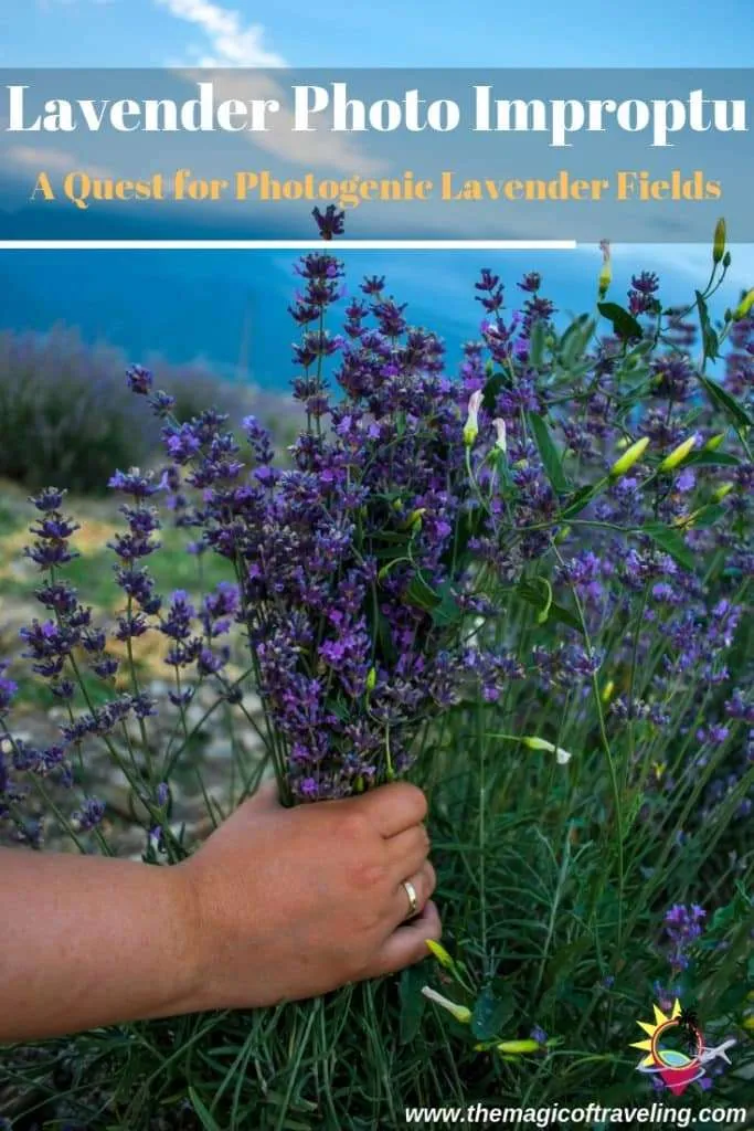 Lavender Photo Improptu A Quest for Photogenic Lavender Fields