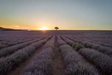 Lavender photo impromptu: a quest for photogenic lavender fields in Bulgaria