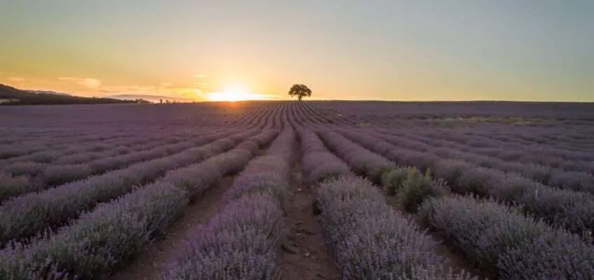 Lavender photo impromptu: a quest for photogenic lavender fields in Bulgaria