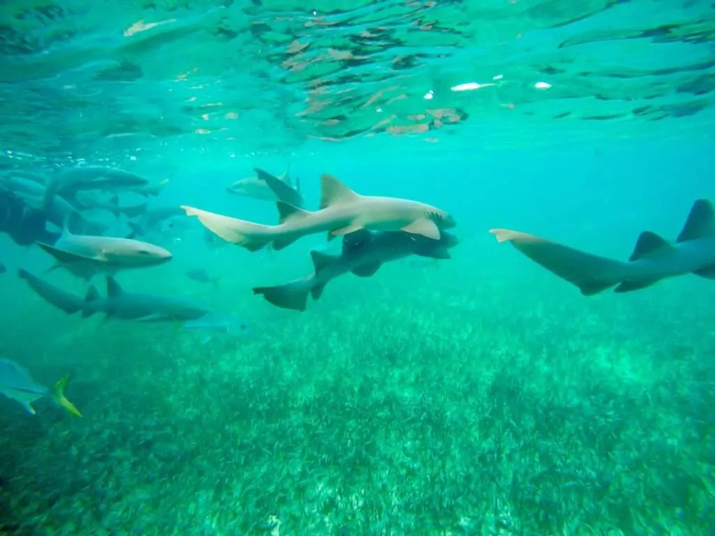 Swimming with the nurse sharks at the Hol Chan maritime reserve in Belize